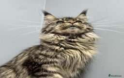 Maine Coon cats for sale: Studing solid black females🎀🐈‍⬛ - Image 15