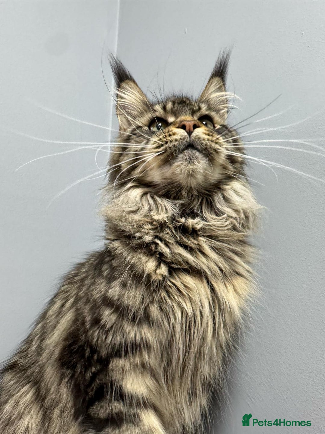 Maine Coon cats for sale: Studing solid black females🎀🐈‍⬛ - Image 15