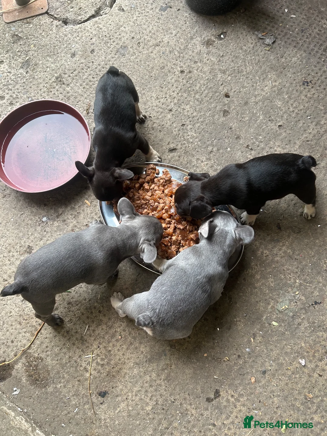 French Bulldog dogs for sale: French bulldog - Advert 23