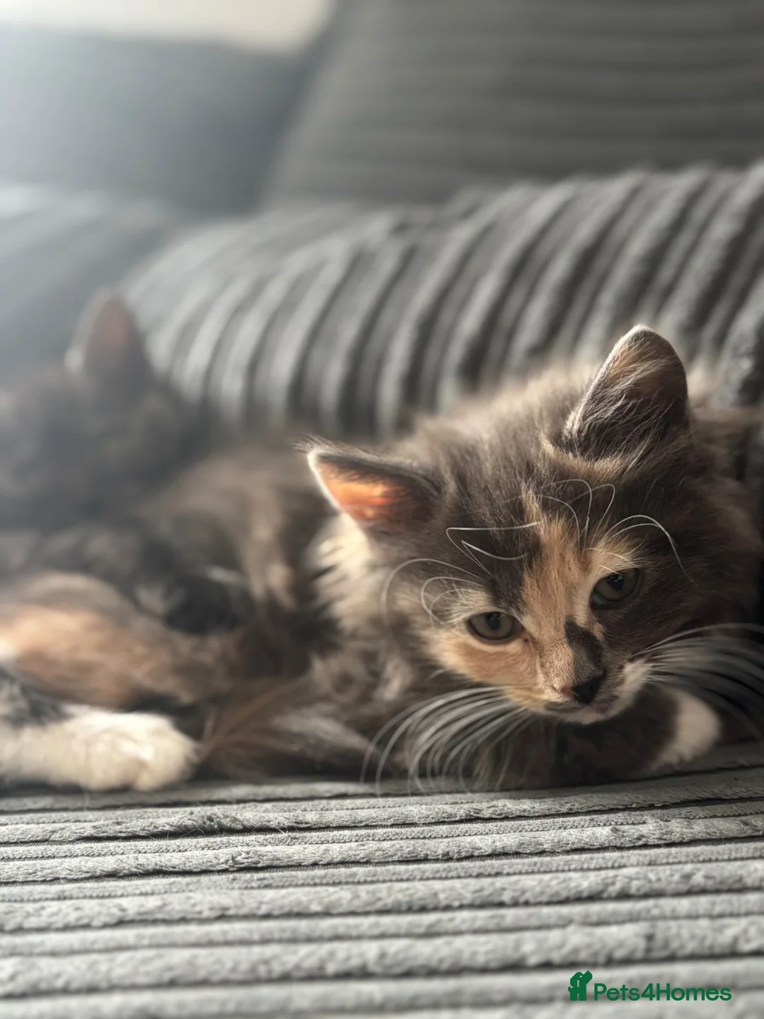 Mixed Breed cats for sale: Breed Mixed kittens  - Advert 1
