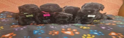 Giant Schnauzer dogs for sale: 2 male Giant schnauzer puppy's remaining  - Advert 19