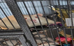 Rat rodents for sale: 3 male rats free to experienced home - Image 4