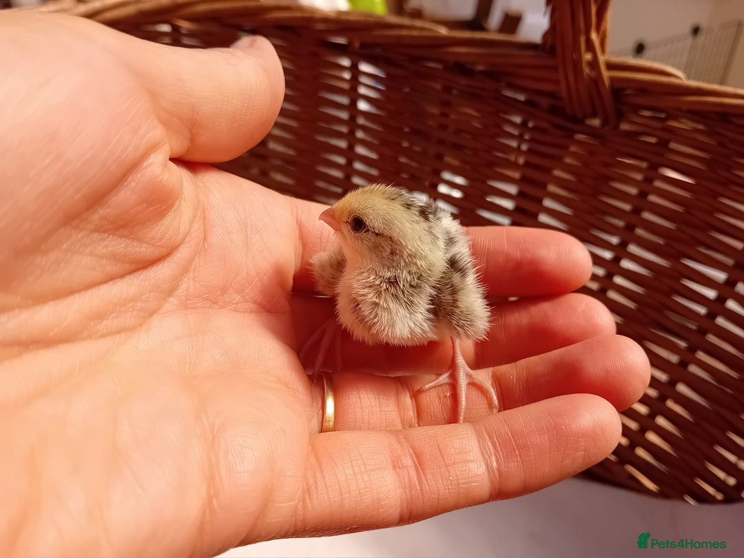 Quail poultry for sale: Snowflake Bobwhite Quail Chicks ~ Various Ages - Image 9