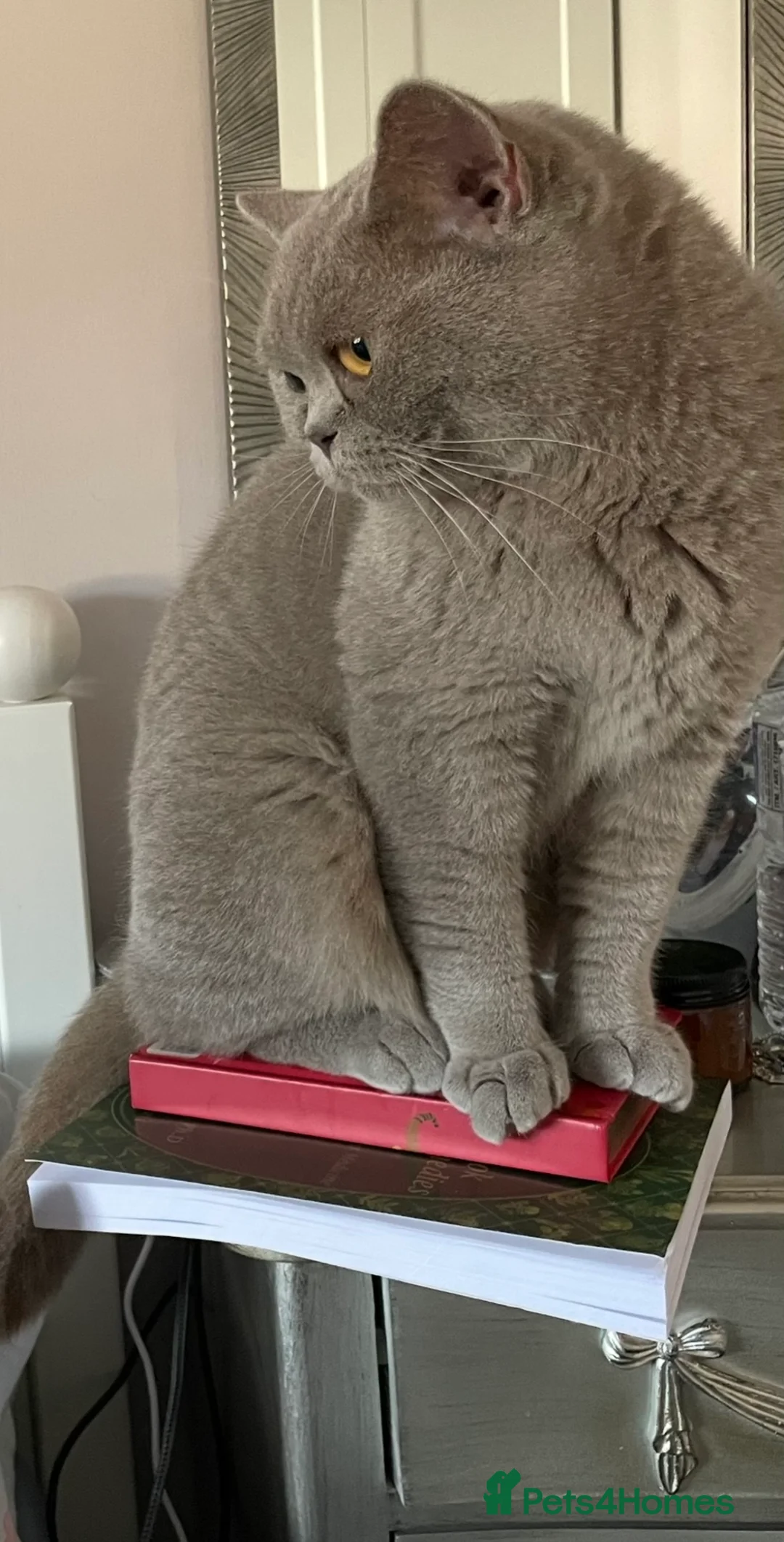 British Shorthair cats for sale: 💗 BEAUTIFUL LILAC FEMALE LOOKING 4 A NEW FAMILY  - Advert 2