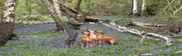 Labrador Retriever dogs for sale: FOX RED LABRADOR PUPPIES PARENTS HEALTH TESTED in Chepstow - Advert 15