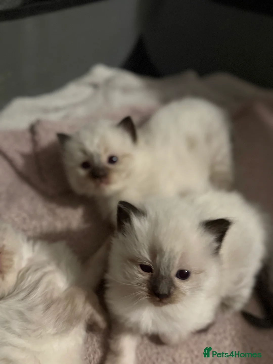 Ragdoll cats for sale: Ragdoll  - Advert 2