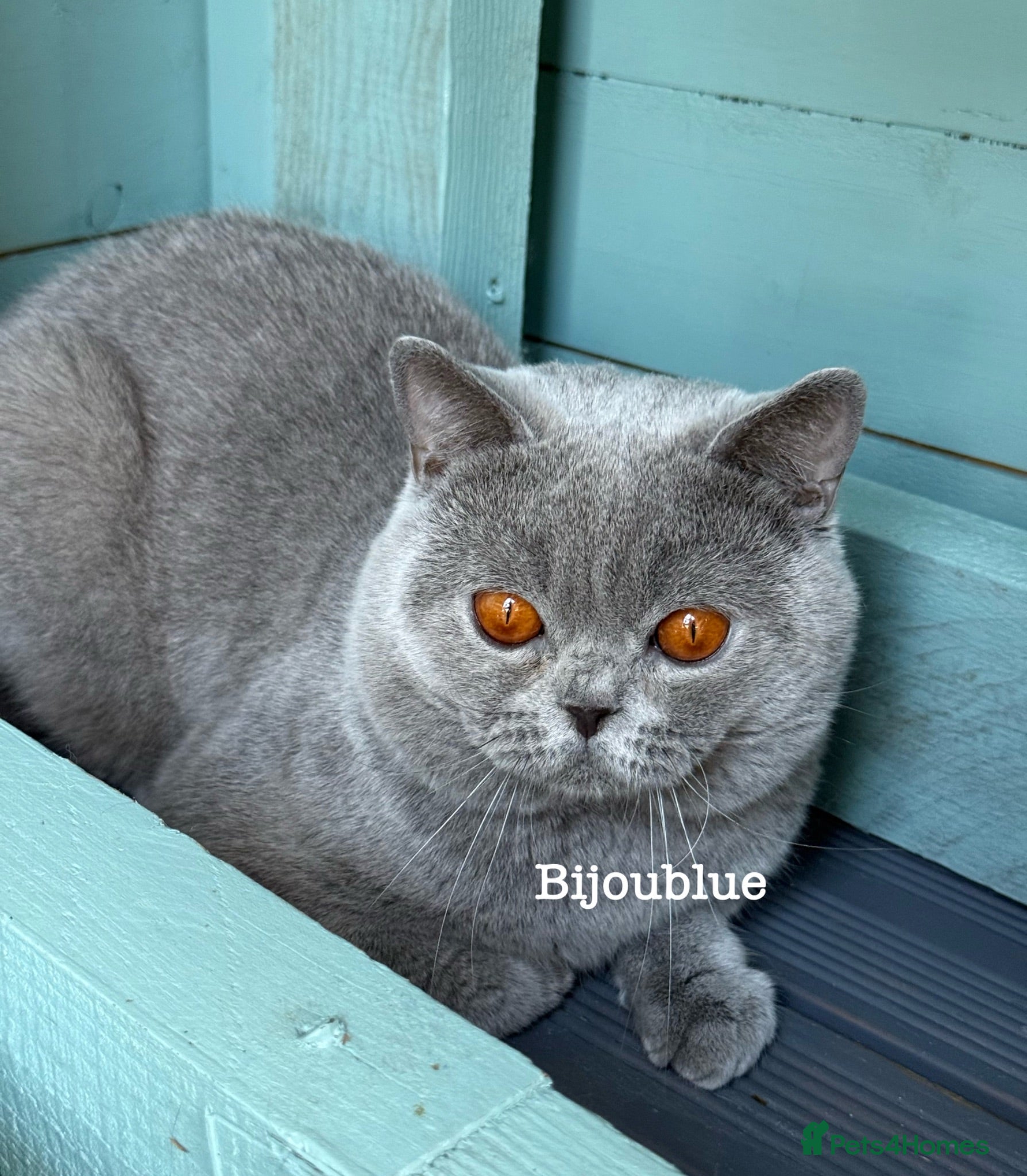 British Shorthair cats Blue Polish Import For Stud - Advert 2