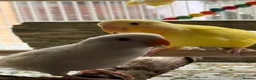 Lovebirds birds for sale: Hand-reared Lovebirds  - Advert 15