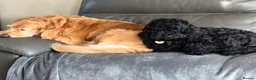 Golden Retriever dogs for sale: 2 girls going together  - Advert 8