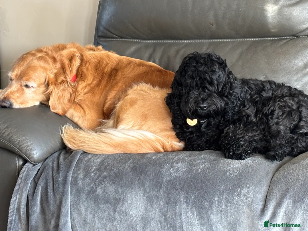 Golden Retriever dogs for sale: 2 girls going together  - Advert 8