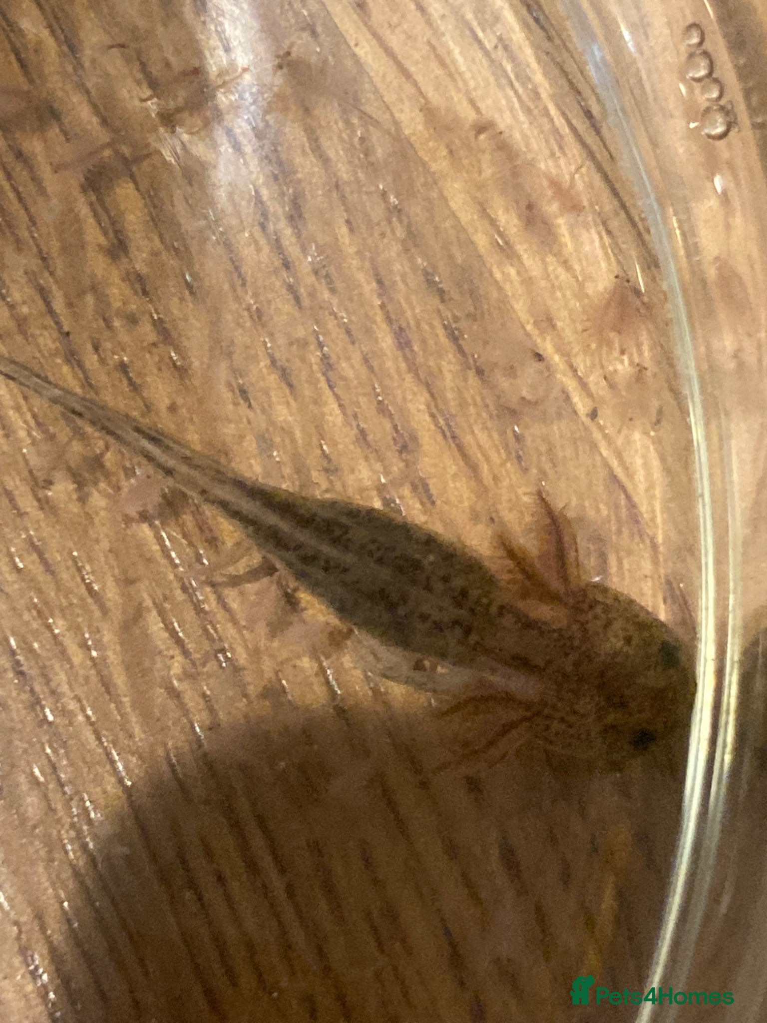 Axolotl reptiles Axolotls - white and wild grey - Advert 1