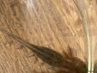 Axolotl reptiles Axolotls - white and wild grey - Advert 18