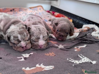 English Bulldog dogs - Advert 35