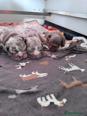 English Bulldog dogs - Advert 5