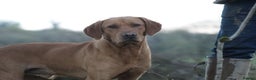 Labrador Retriever dogs for stud: Extensively Health Tested  Fox Red Labrador Stud in Totnes - Advert 3