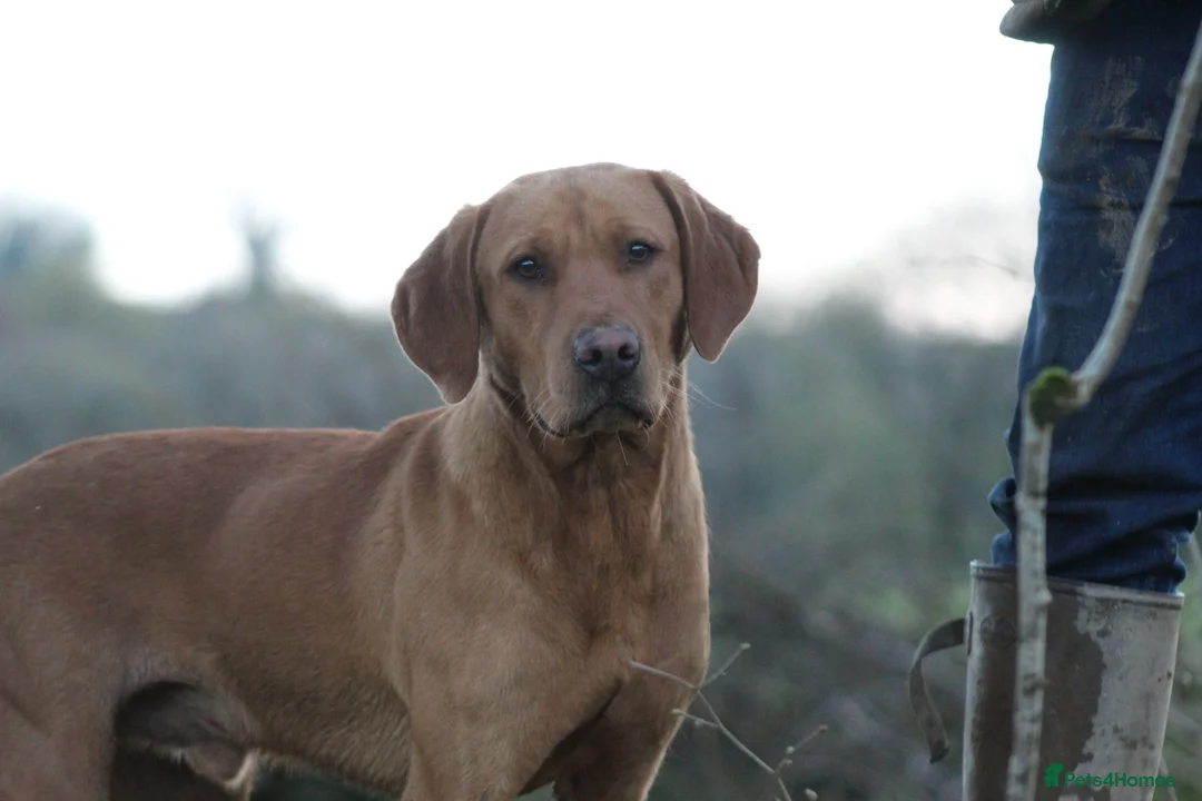 Labrador Retriever dogs for stud: Extensively Health Tested  Fox Red Labrador Stud in Totnes - Advert 3