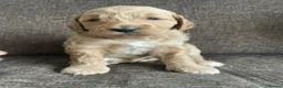 Double Doodle dogs for sale: Update - 8 Healthy Pups born 12th March - Advert 8