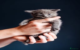 Mixed Breed cats for sale: Kitten for Sale 1/4 British shorthair  - Image 4