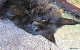 Maine Coon cats for stud: STUD ONLY  Maine Coon 9kg Russian Lines Proven - Image 3