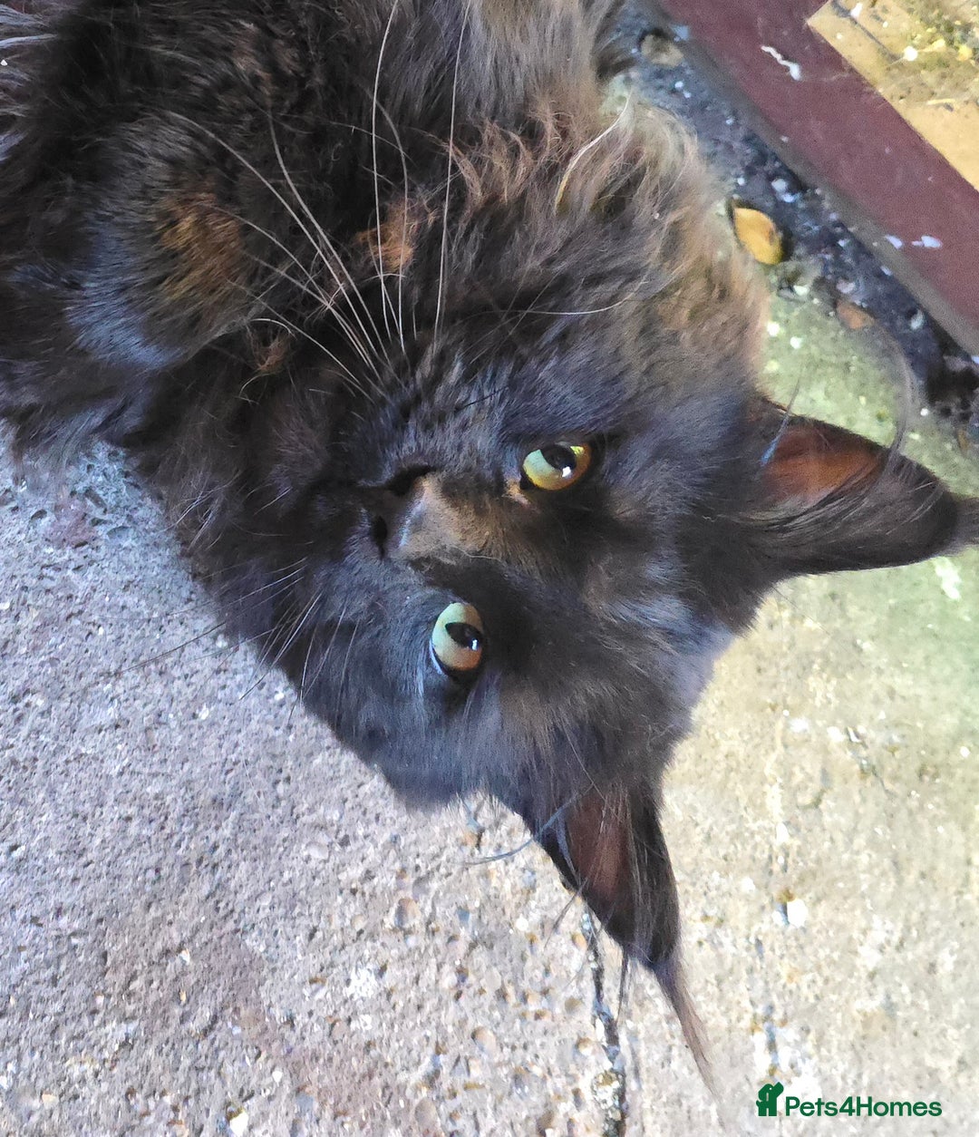 Maine Coon cats for stud: STUD ONLY  Maine Coon 9kg Russian Lines Proven - Image 3
