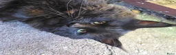 Maine Coon cats for stud: Large Black 9kg Russian Lines Maine Coon STUD - Advert 11