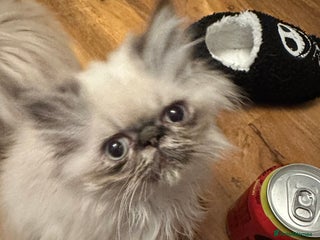 Persian cats - Advert 13