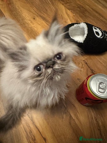 Persian cats - Advert 1