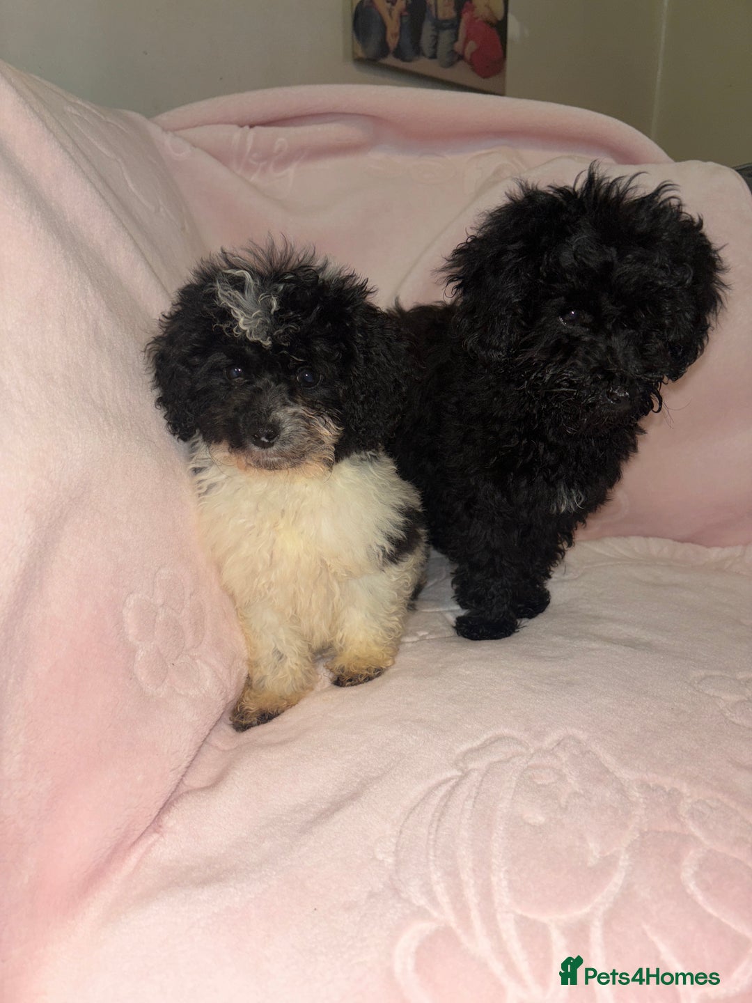 Cavapoo dogs for sale: Cavapoo puppies for sale  - Advert 2