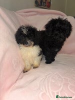 Cavapoo dogs Cavapoo puppies for sale - Advert 14