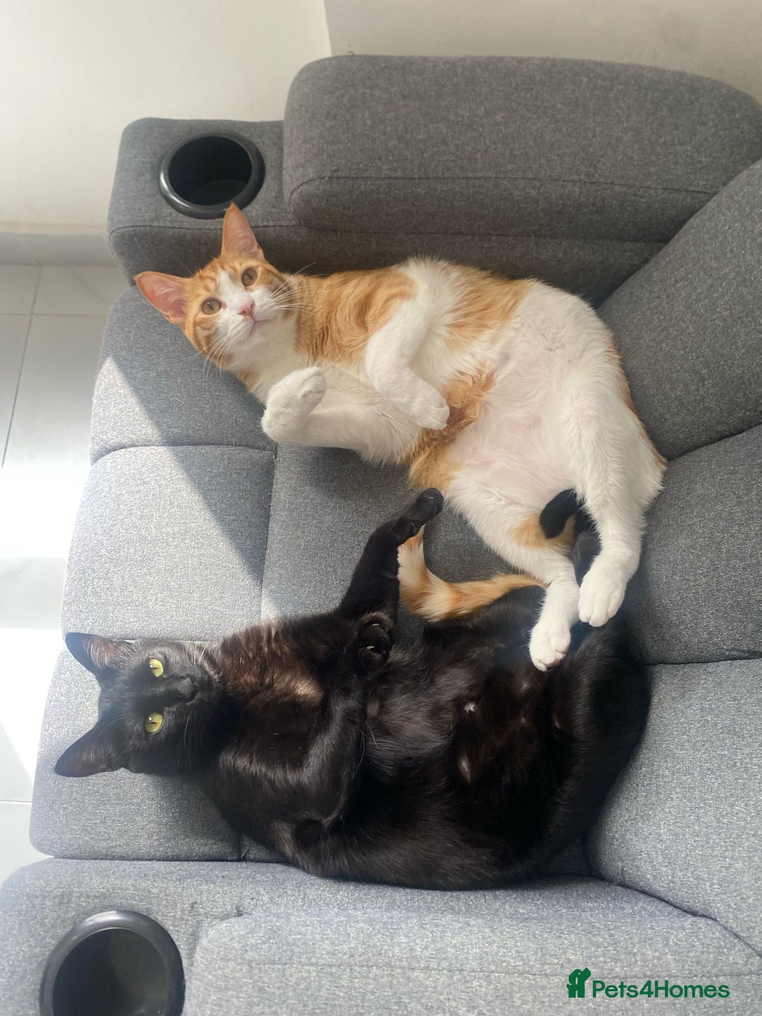 Arabian Mau cats for sale: Beautiful Zorro ❤️ - Advert 3