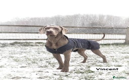 Weimaraner dogs for sale: Exceptional litter of Weimaraner puppies  - Image 37