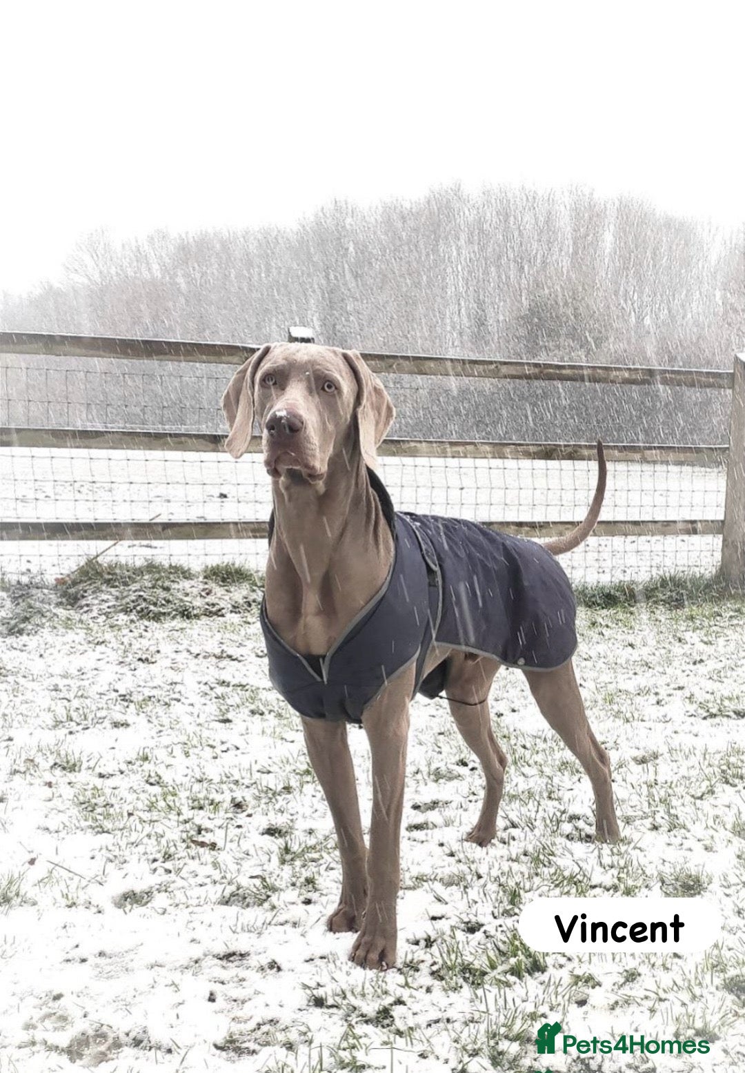 Weimaraner dogs for sale: Exceptional litter of Weimaraner puppies  - Image 37