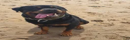 Rottweiler dogs for sale: Rottweiler Puppies For Sale - Advert 14