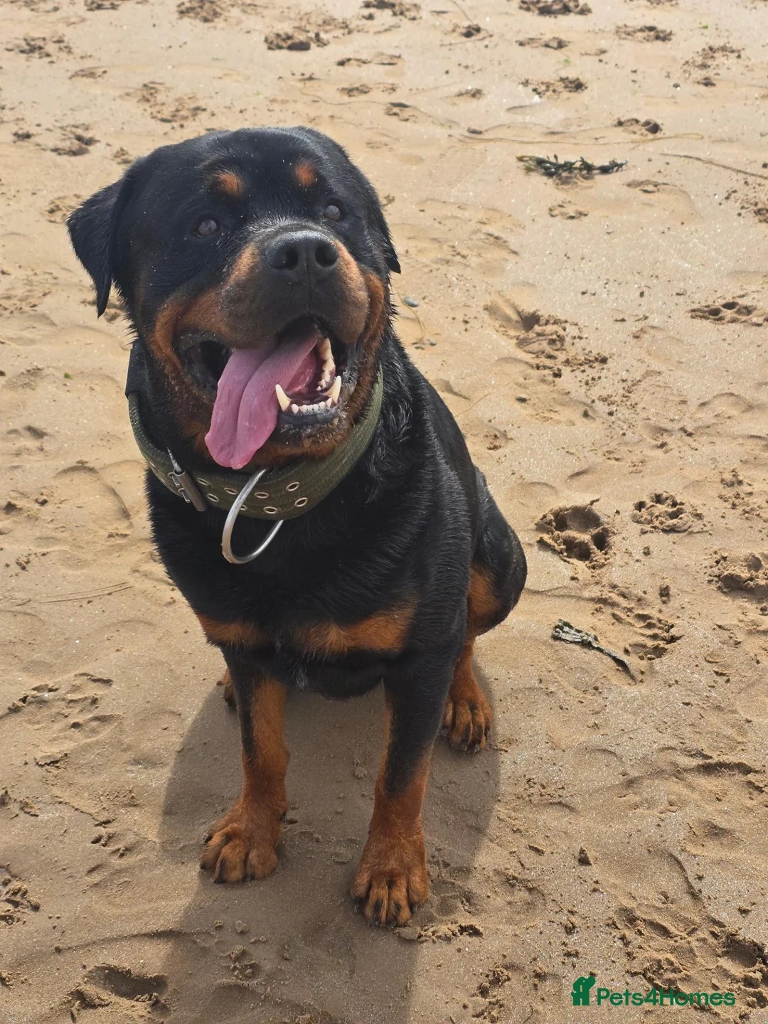 Rottweiler dogs for sale: Rottweiler Puppies For Sale - Advert 14