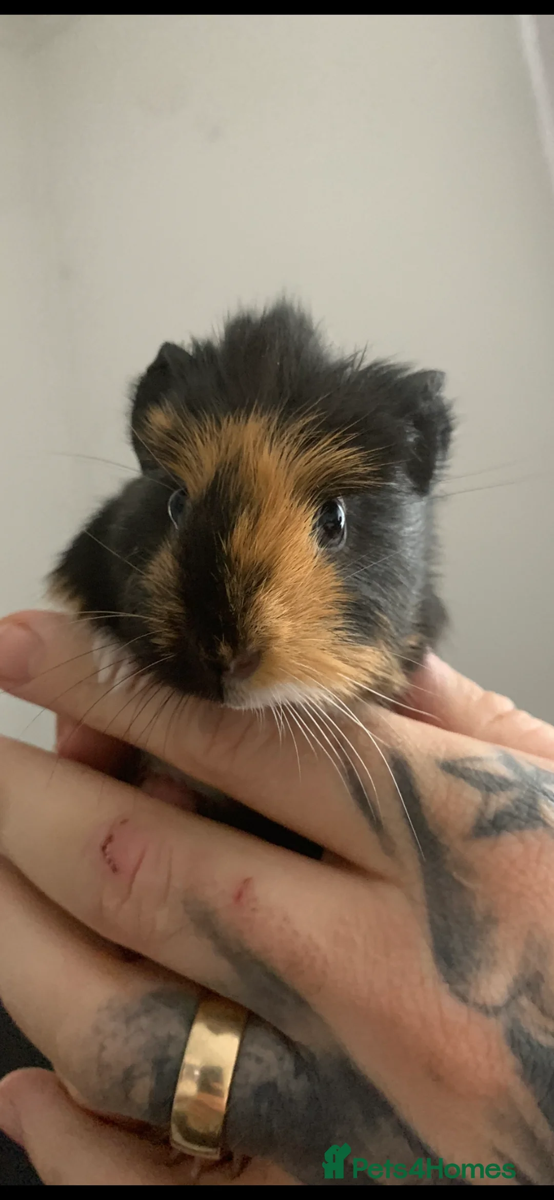 Guinea Pig rodents for sale: Beautiful Guinea pigs in Bridgnorth - Advert 1