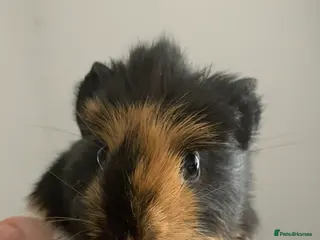 Guinea Pig rodents Beautiful Guinea pigs in Bridgnorth - Advert 17