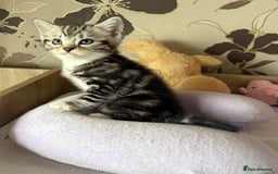 British Shorthair cats for sale: Silver tabby BSH cross - Image 2