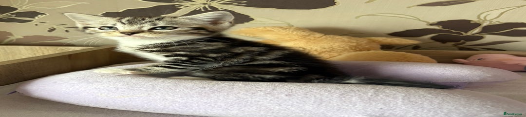 British Shorthair Kitten 1