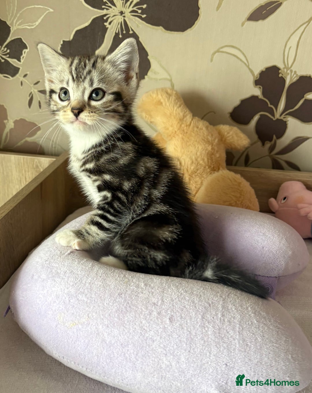 British Shorthair cats for sale: Silver tabby BSH cross - Image 2