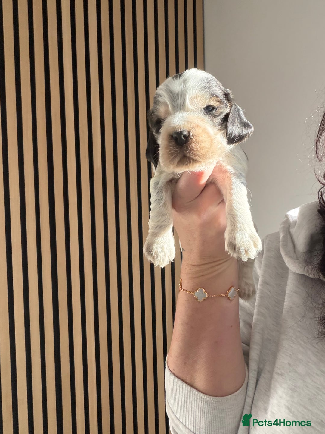 Cocker Spaniel dogs for sale: 🐶Rizi Bizi 🐶🐾 full pedigree show spaniels🐾  - Advert 29