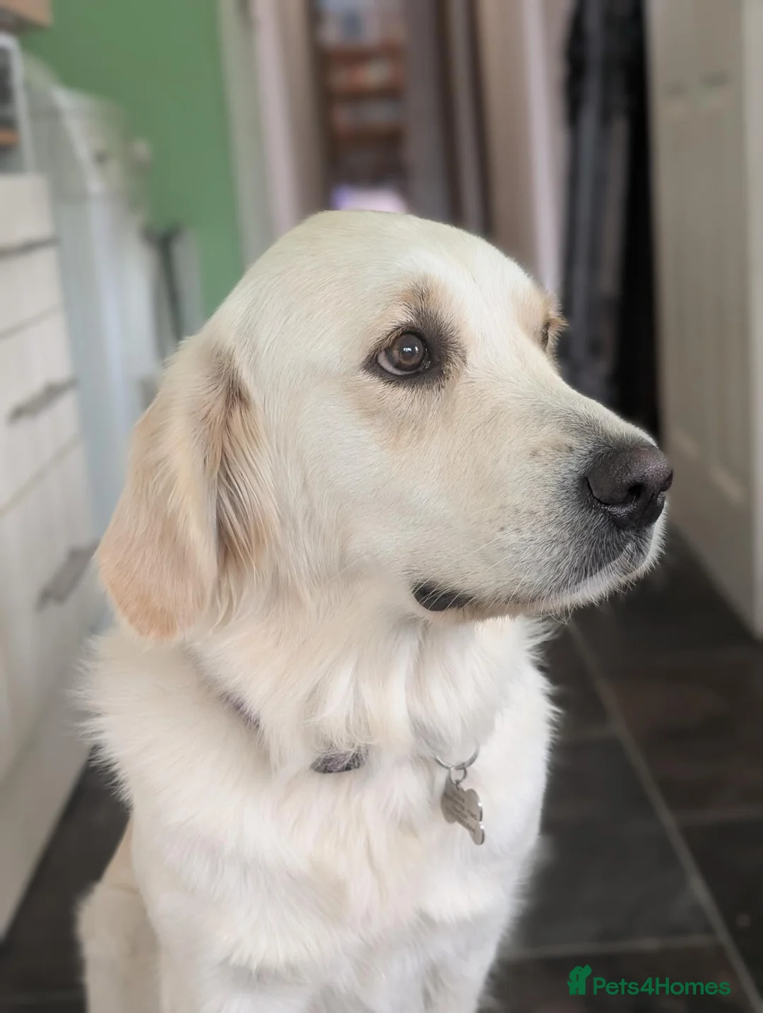 Golden Retriever dogs for sale: Bonnie  in Ipswich - Advert 2