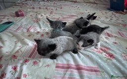 Mixed Breed cats for sale: Beautiful playful boy kittens  - Image 13