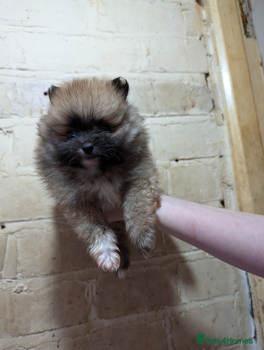Pomeranian dogs for sale: Pomeranian puppy  - Advert 4
