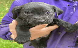 Labrador Retriever dogs for sale: Labrador Puppies from Working Parents - Image 17