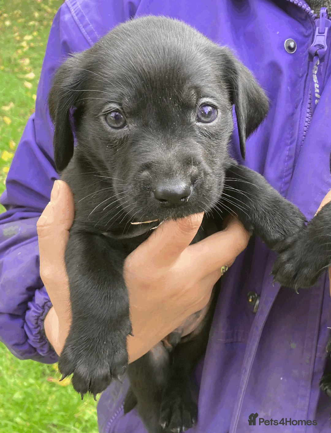 Labrador Retriever dogs for sale: Labrador Puppies from Working Parents - Image 17