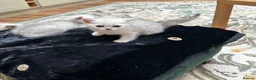 British Shorthair cats for sale: Beautiful British Shorthair Silver Shaded Kittens in Leicester - Advert 5