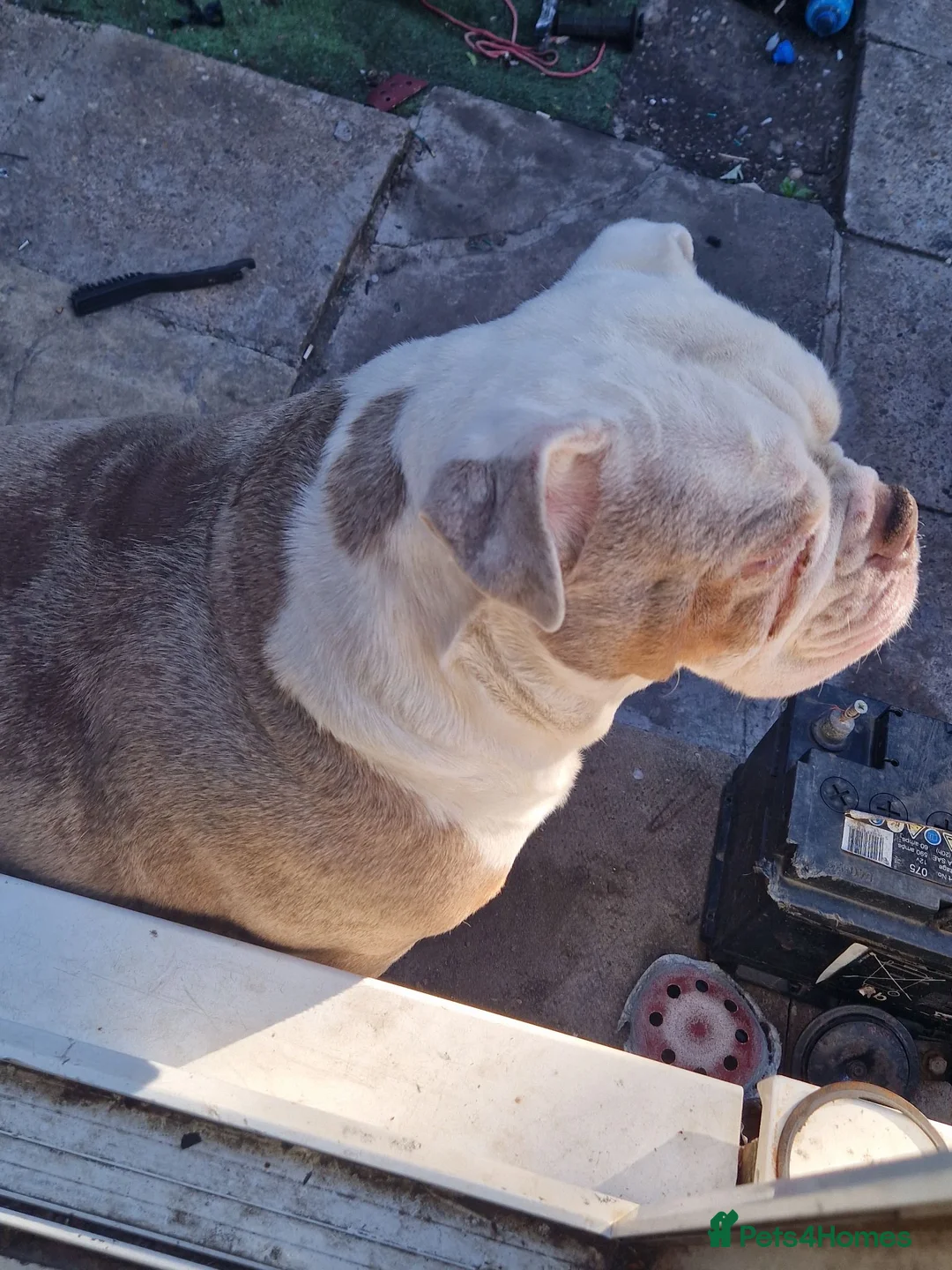 Old Tyme Bulldog dogs for sale: Old tyme bulldog girl - Advert 6