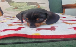 Miniature Dachshund dogs for sale: 🐾 Miniature Dachshund Puppies for Sale 🐾 - Image 26