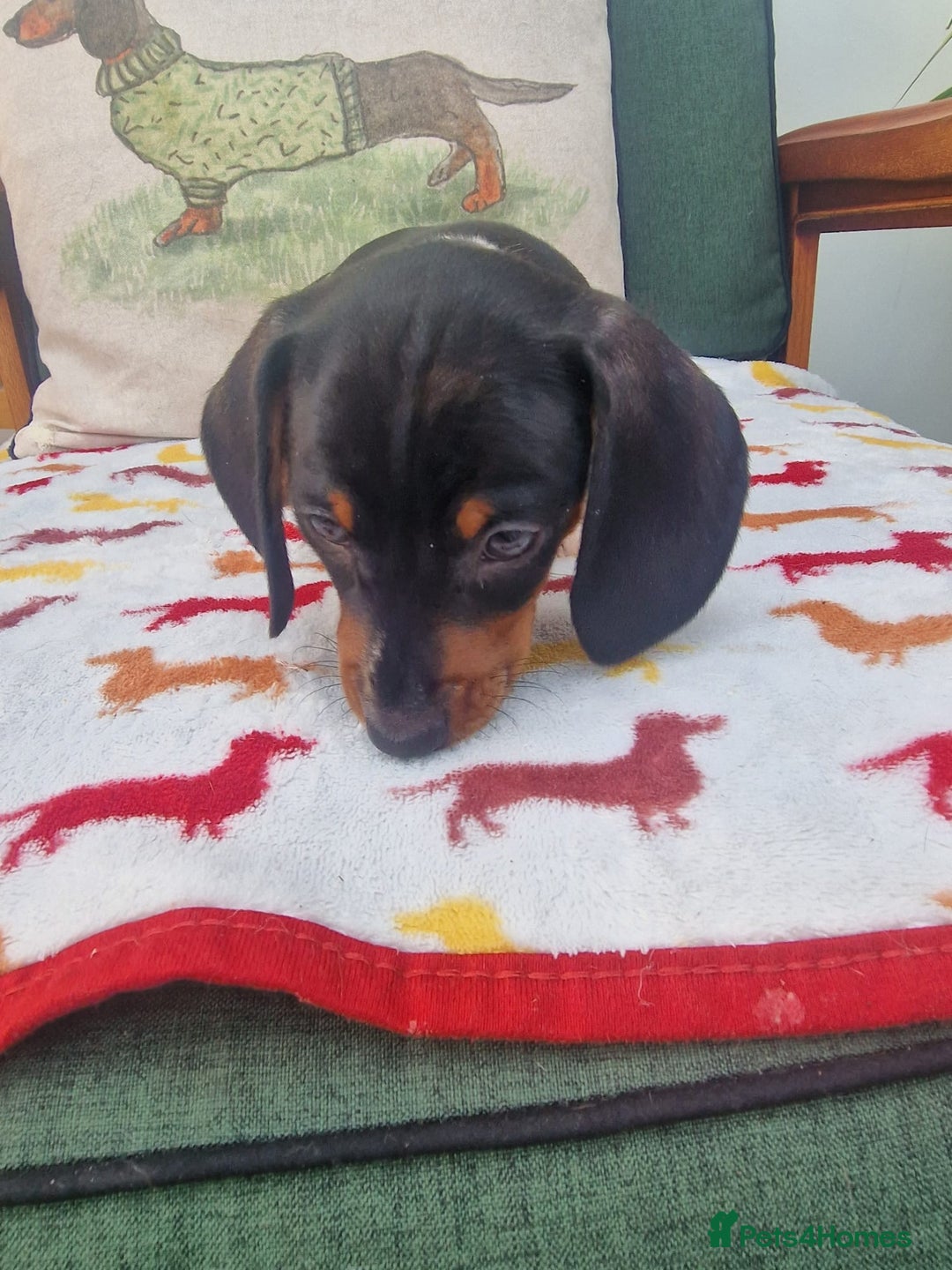 Miniature Dachshund dogs for sale: 🐾 Miniature Dachshund Puppies for Sale 🐾 - Image 26