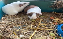 Guinea Pig rodents for sale: Male and female guinea pigs for sale  - Image 16